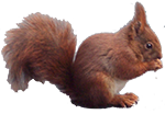 Eekhoorn